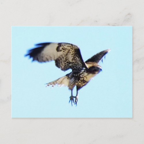 Red_tailed Hawk in Flight Custom Postcard