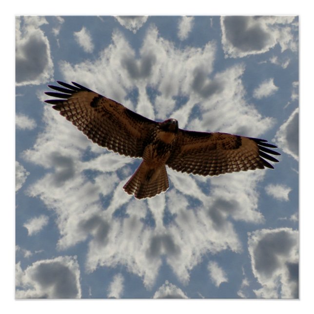 Red-Tailed Hawk in Flight Full Wing Span Poster (Front)