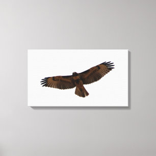 Red-tailed Hawk in flight, Humboldt County, CA Canvas Print
