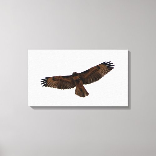 Red_tailed Hawk in flight Humboldt County CA Canvas Print