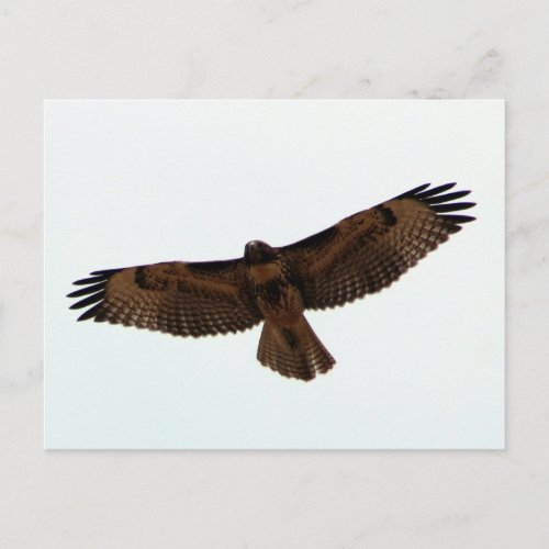 Red_tailed Hawk in flight Humboldt County CA Postcard