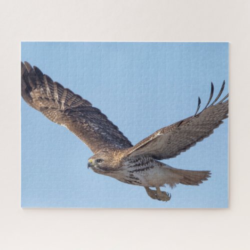 Red_tailed hawk in flight jigsaw puzzle