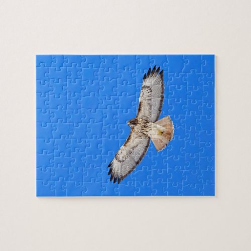 Red Tailed Hawk In Flight Jigsaw Puzzle