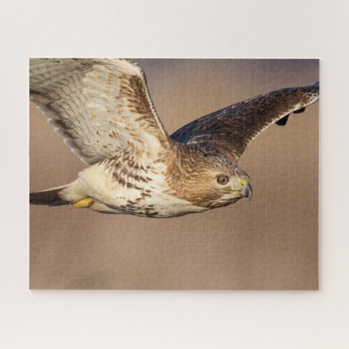 Red_tailed hawk in flight jigsaw puzzle