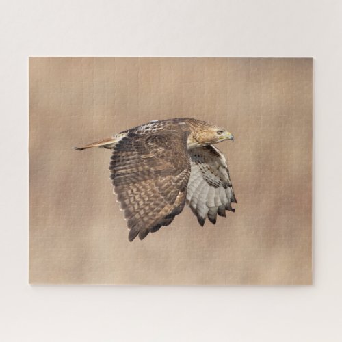 Red_tailed hawk in flight jigsaw puzzle