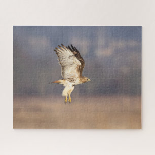 Red-tailed hawk in flight jigsaw puzzle