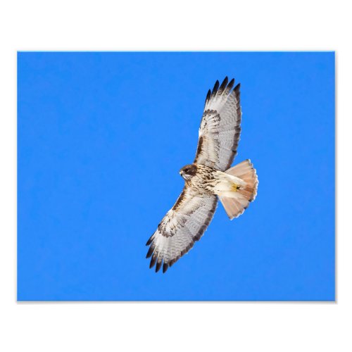Red Tailed Hawk In Flight Photo Print