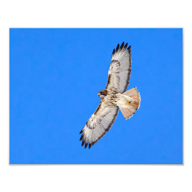 Red Tailed Hawk In Flight Photo Print | Zazzle