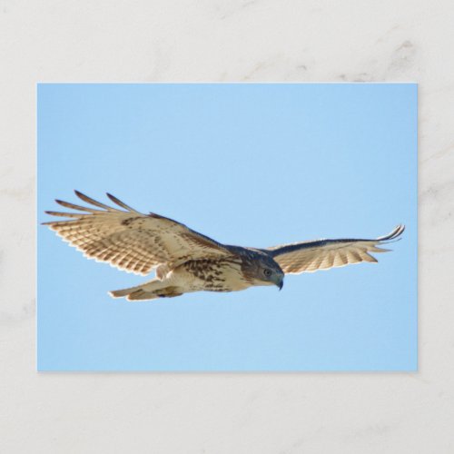 Red Tailed Hawk in flight Postcard