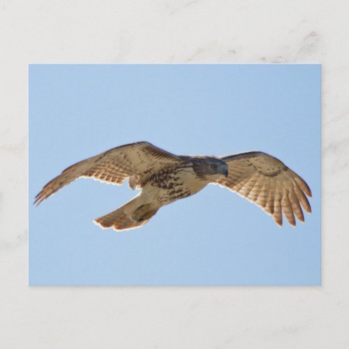 Red Tailed Hawk in flight Postcard