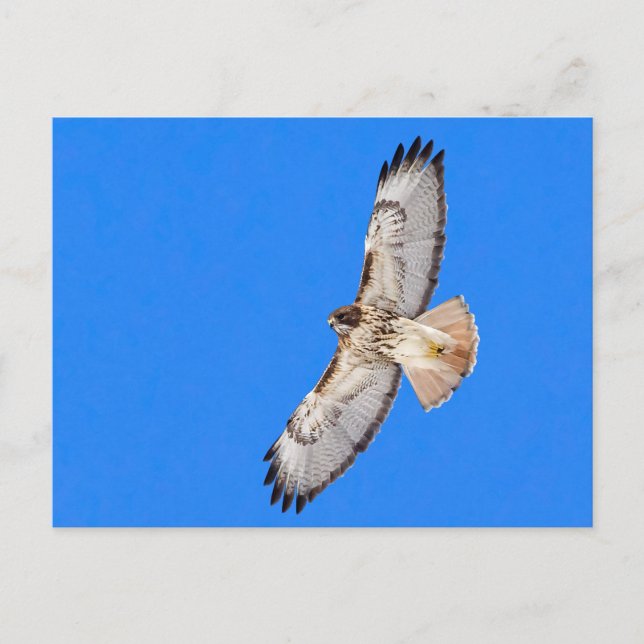 Red Tailed Hawk In Flight Postcard (Front)