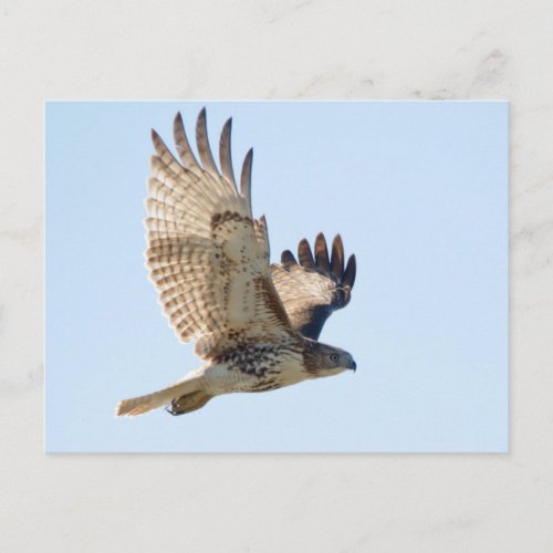 Red Tailed Hawk in flight Postcard