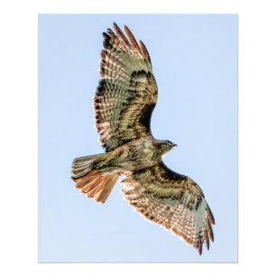 Red-Tailed Hawk in Flight – Wildlife Wall Art