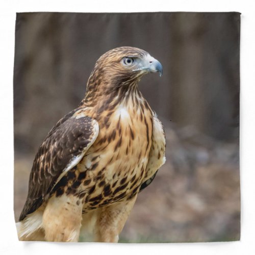 Red_tailed hawk in the Hudson Valley Bandana