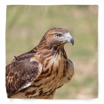 Red-tailed Hawk In The Hudson Valley Bandana by debscreative at Zazzle