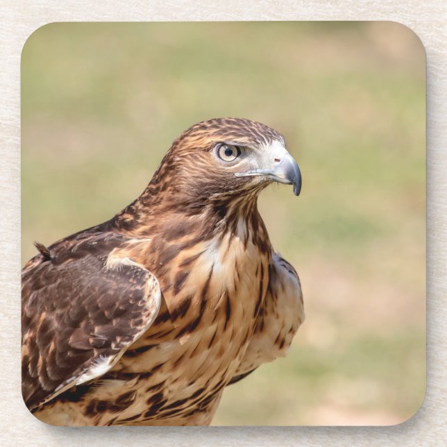 Red-tailed hawk in the Hudson Valley Beverage Coaster (Front)