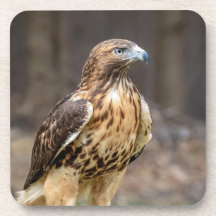 Red-tailed hawk in the Hudson Valley Beverage Coaster