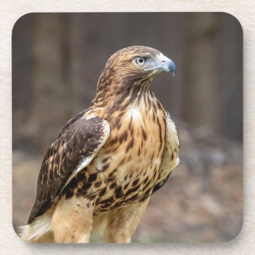 Red_tailed hawk in the Hudson Valley Beverage Coaster