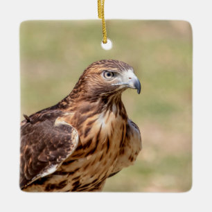 Red-tailed hawk in the Hudson Valley Ceramic Ornament