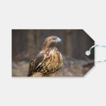 Red-tailed hawk in the Hudson Valley