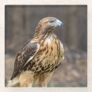 Red-tailed hawk in the Hudson Valley Glass Coaster