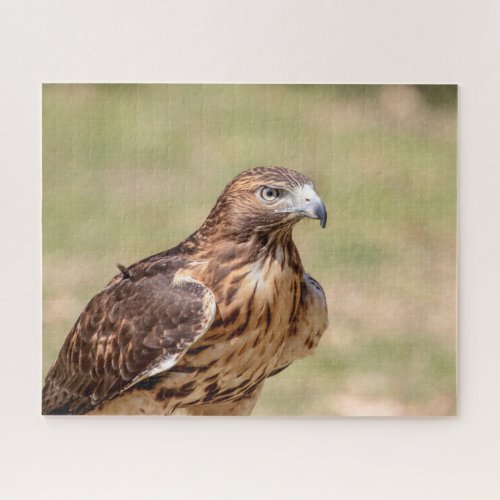 Red_tailed hawk in the Hudson Valley Jigsaw Puzzle