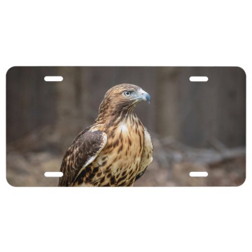 Red_tailed hawk in the Hudson Valley License Plate