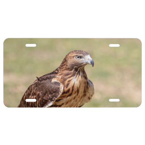 Red_tailed hawk in the Hudson Valley License Plate