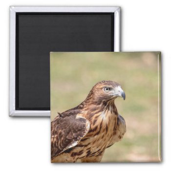 Red-tailed Hawk In The Hudson Valley Magnet by debscreative at Zazzle