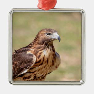 Red-tailed hawk in the Hudson Valley Metal Ornament