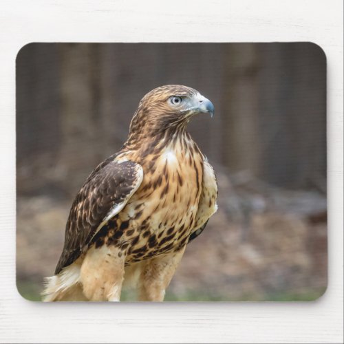 Red_tailed hawk in the Hudson Valley Mouse Pad