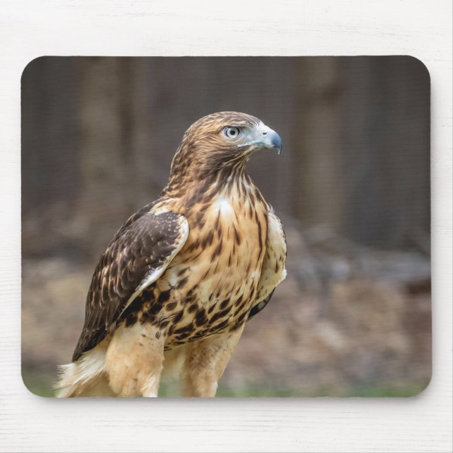Red-tailed hawk in the Hudson Valley Mouse Pad (Front)