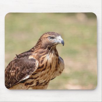 Red-tailed Hawk In The Hudson Valley Mouse Pad by debscreative at Zazzle