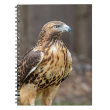 Red-tailed hawk in the Hudson Valley