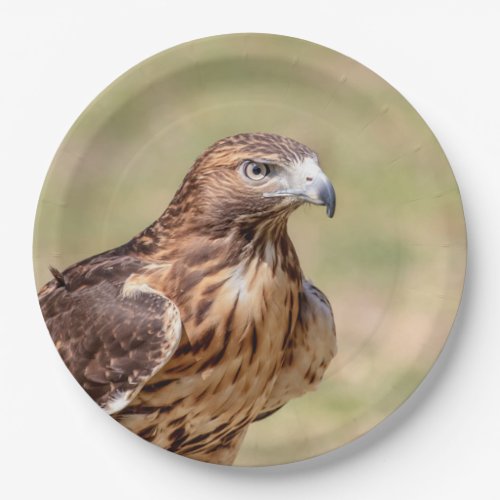 Red_tailed hawk in the Hudson Valley Paper Plates