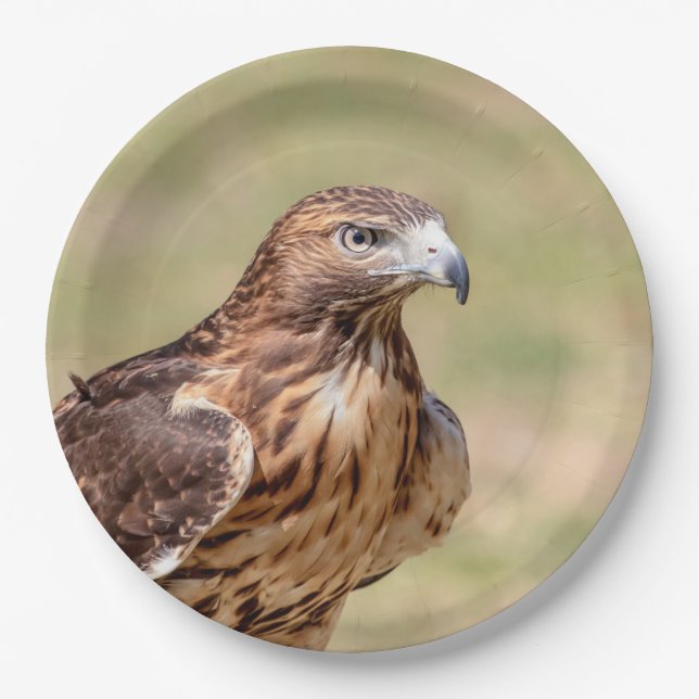Red-tailed hawk in the Hudson Valley Paper Plates (Front)