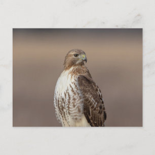 Red-tailed hawk in the Hudson Valley Postcard