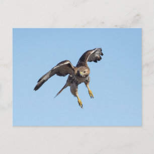 Red-tailed hawk in the Hudson Valley Postcard