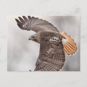 Red-tailed hawk in the Hudson Valley Postcard