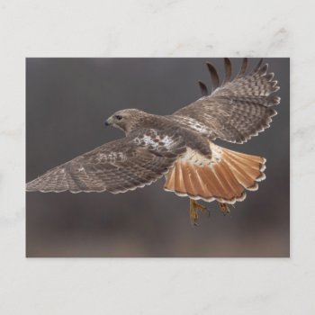 Red-tailed Hawk In The Hudson Valley Postcard by debscreative at Zazzle