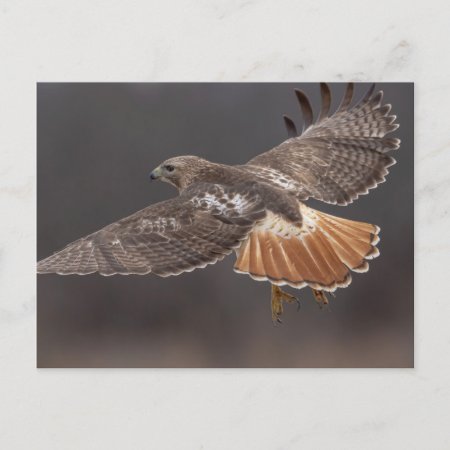 Red-tailed Hawk In The Hudson Valley Postcard