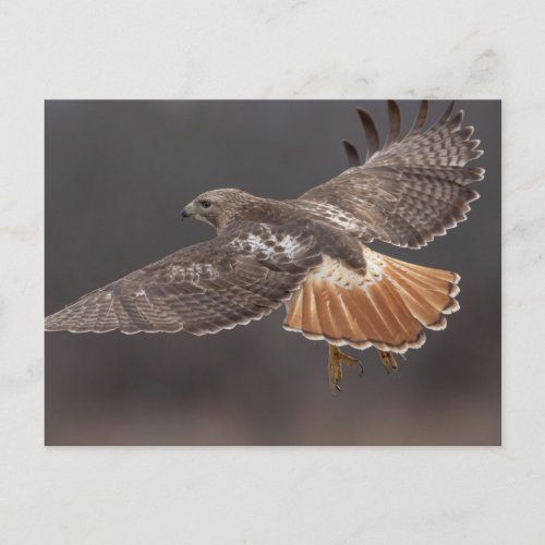 Red_tailed hawk in the Hudson Valley Postcard
