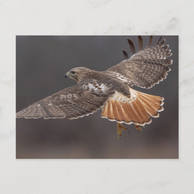 Red-tailed hawk in the Hudson Valley Postcard (Front)