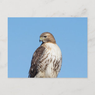 Red-tailed hawk in the Hudson Valley Postcard