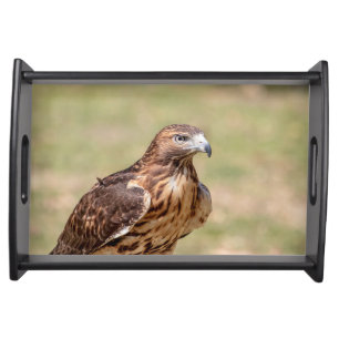 Red-tailed hawk in the Hudson Valley Serving Tray