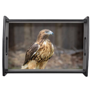 Red-tailed hawk in the Hudson Valley Serving Tray