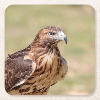 Red-tailed Hawk In The Hudson Valley Square Paper Coaster by debscreative at Zazzle