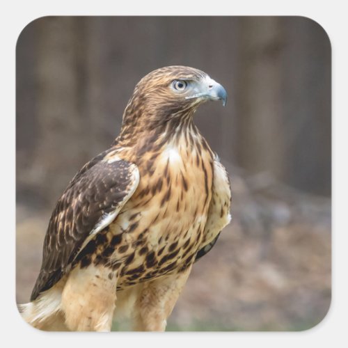 Red_tailed hawk in the Hudson Valley Square Sticker