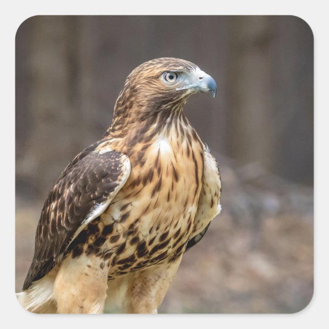 Red-tailed hawk in the Hudson Valley Square Sticker (Front)