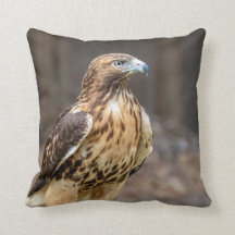 Red-tailed hawk in the Hudson Valley